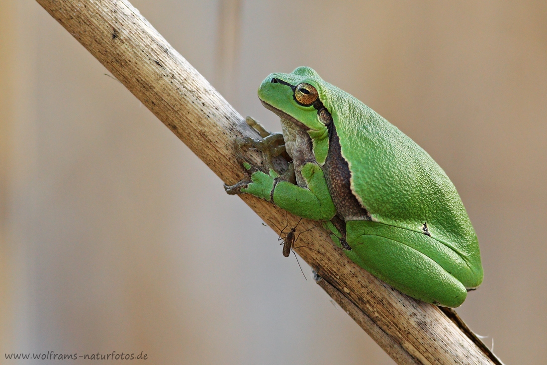 laubfrosch2