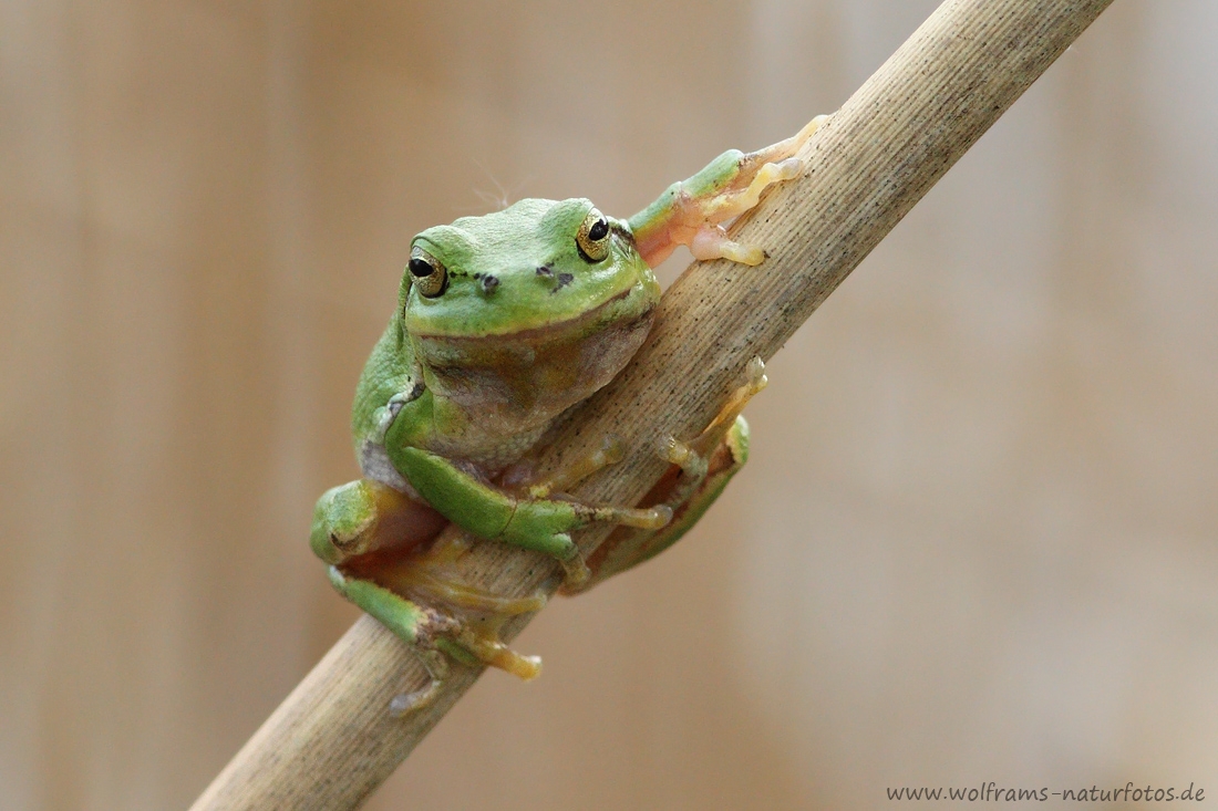 laubfrosch3