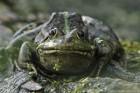 Grasfrosch 