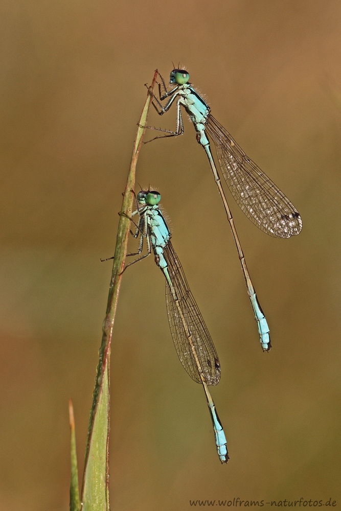 WRH_0304