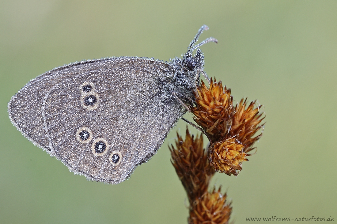 brauner_waldvogel