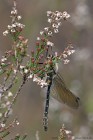 EOS 7D Mark II_2017_05_01_15152