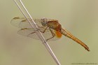 EOS 7D Mark II_2017_07_04_23662