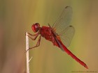 EOS-1D Mark IV_2017_07_06_24360