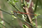 WRH_6272