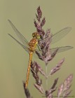 EOS 7D Mark II_2017_06_22_22820