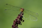EOS 7D Mark II_2017_08_04_29654