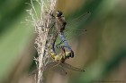 EOS 7D Mark II_2017_07_06_24238