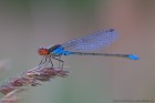 EOS-1D Mark IV_2017_07_13_25888