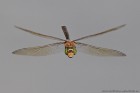 EOS-1D Mark IV_2017_07_04_23975