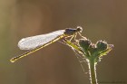 EOS 7D Mark II_2017_07_13_25510