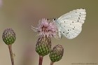EOS 7D Mark II_2017_07_09_25188