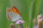EOS 7D Mark II_2018_05_29_60551