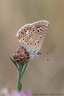 Hauhechel-Bluling 