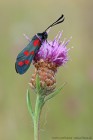 EOS-1D Mark IV_2017_08_09_30292