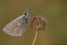 EOS-1D Mark IV_2017_08_06_29379