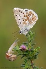 WRH_9084