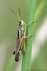 EOS 7D Mark II_2017_07_03_23486
