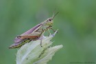 EOS-1D Mark IV_2017_08_09_30527