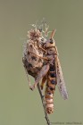 EOS 7D Mark II_2017_08_09_29758