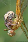EOS 7D Mark II_2017_06_05_20221