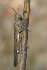 EOS 7D Mark II_2017_04_19_12579