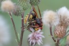 EOS 7D Mark II_2017_07_09_25209