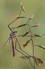 Wiesenschnake 