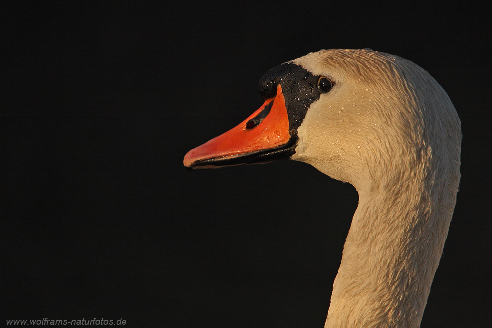 schwan3