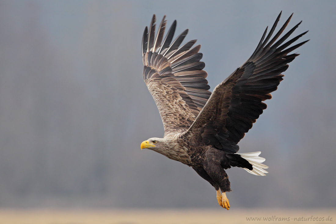 sseadler