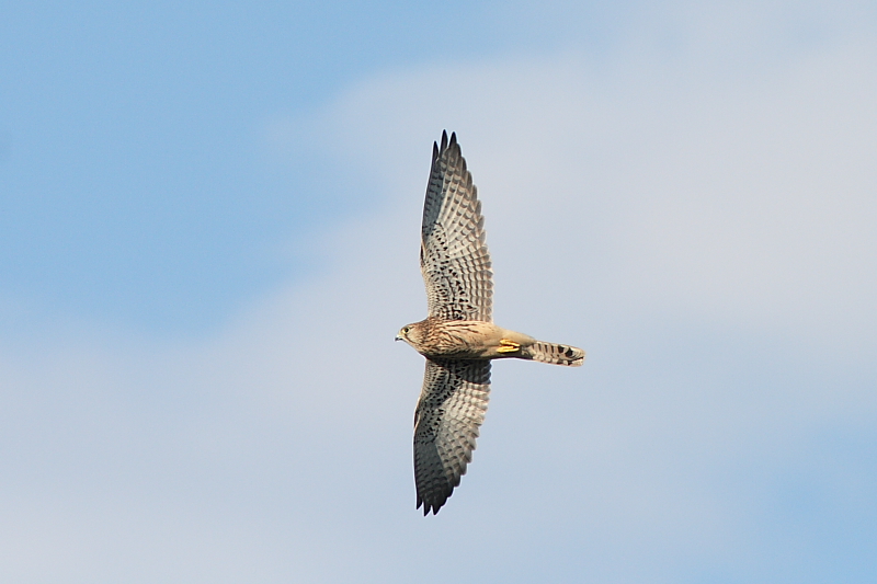 Turmfalke (2)