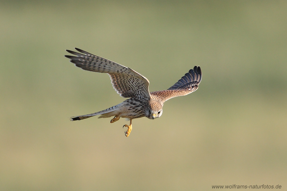 turmfalke3