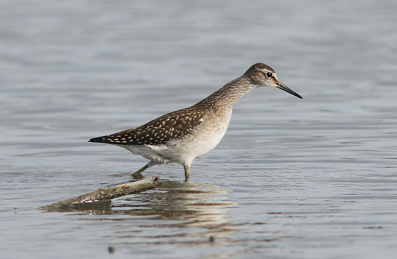 Bruchwasserlaeufer2