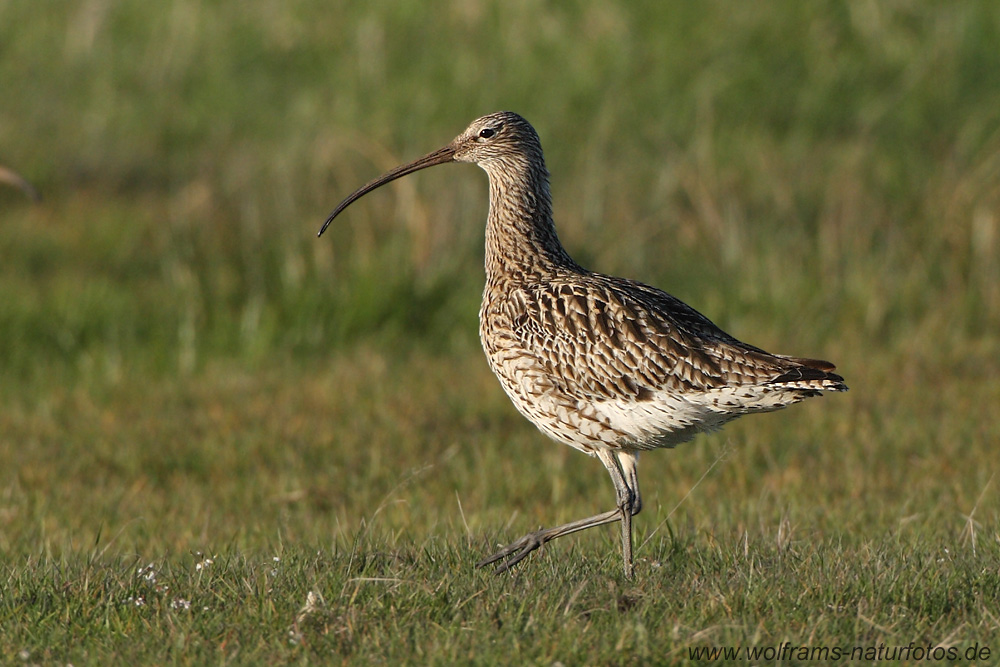 grosser_brachvogel