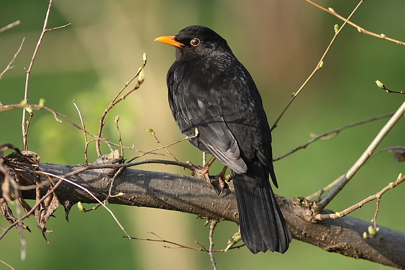 Amsel2