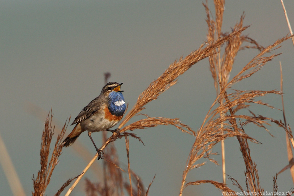 blaukehlchen1