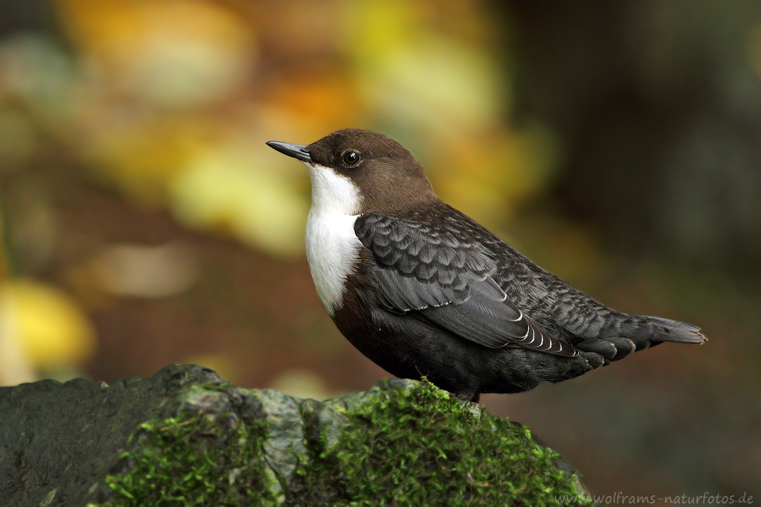 wasseramsel