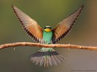 IMG_8584