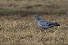IMG_2014_02_18_4706