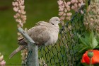 IMG_0925