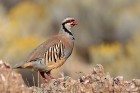 EOS-1D Mark IV_2017_10_01_38805