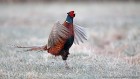 EOS 5D Mark IV_2018_03_30_50531
