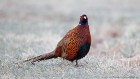 EOS 5D Mark IV_2018_03_30_50568