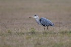 EOS-1D Mark IV_2016_12_29_9999_43
