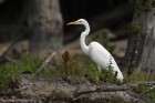 Silberreiher 