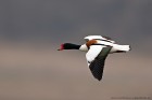 EOS 5D Mark IV_2018_04_02_50985