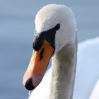 Hckerschwan 
