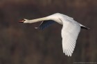 Hckerschwan 