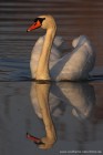 Hckerschwan 
