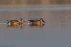 IMG_0218